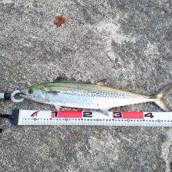 久々のサゴシ！！